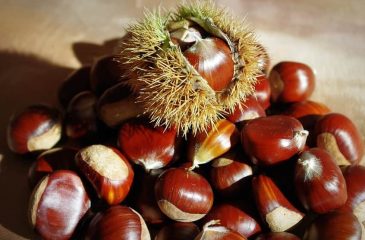 Castanhas_Canadelo_2026.10.22