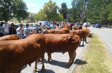 FeiraGadoMarco_2025.09.11