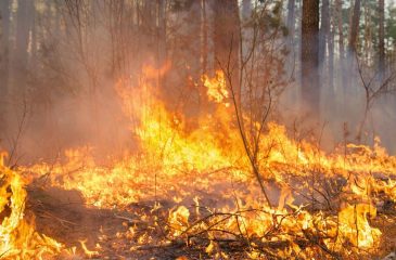 IncendiosX_2024.09.17