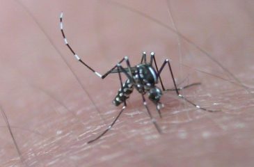 MosquitoAedesAlbopictus_2026.08.20