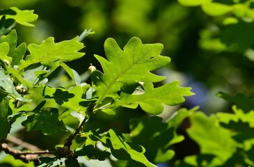 carvalhoalvarinho_2024.001.09